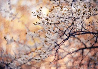 Spring blossoming of cherry.