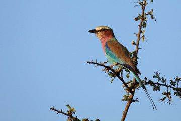 Gabelracke / Lilacbreasted Roller / Coracias caudata