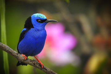 Red-legged Honeycreeper