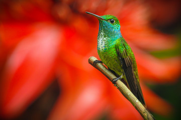 Versicolored Emerald
