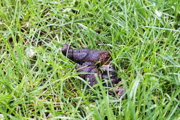 Dog shit in the grass in a city park