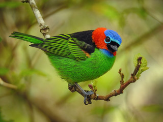 Red-necked Tanager