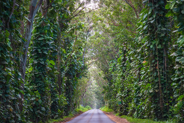 Tunnel of Trees, Kauai, Hawaii, USA