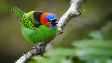 Red-necked Tanager