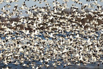 Snow Geese Take Off