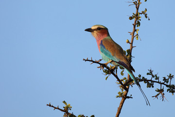 Gabelracke / Lilacbreasted Roller / Coracias caudata