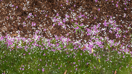 Fototapeta premium As spring passes, blooms start to fall and it turns the ground into a flower carpet