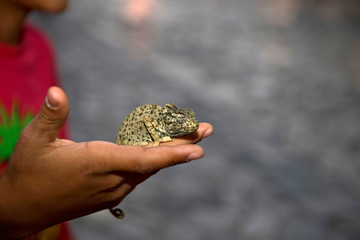 Young Tunisian boy holding chameleon in the medina in Sousse, Tunisia