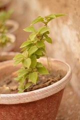 Beautiful Green Leaves