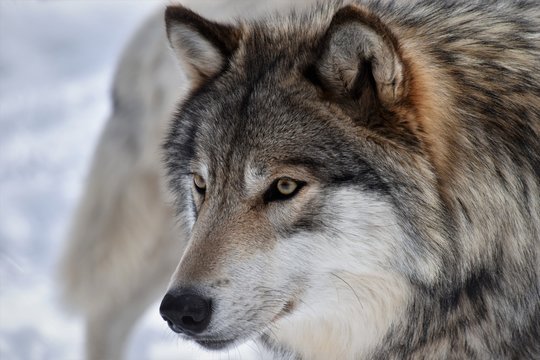 Timber Wolf Stare
