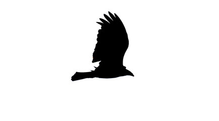 Silhouette of vulture flying