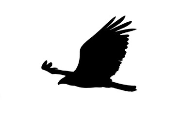 Silhouette of vulture
