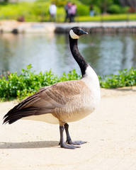 Wild goose is walking. Gray big wild goose is in the Japanese garden.