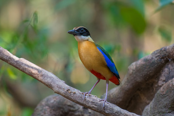 Blue-winged Pitta on branch in nature.