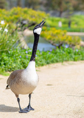 Fototapeta premium Wild goose is walking. Gray big wild goose is in the Japanese garden.