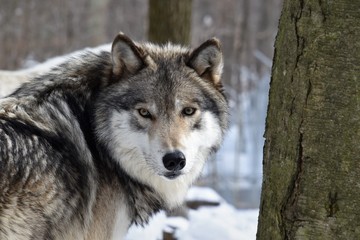 Looking into the eyes of a Timber Wolf