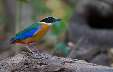 Blue-winged Pitta on branch in nature.