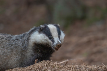 European badger, Meles meles, walking, eating close up at ground level during April in Scotland.