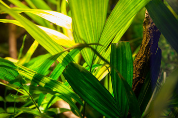 Obraz premium exotic green plants of rainforest