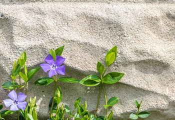 Vinca minor with purple flowers grows up a cement wall