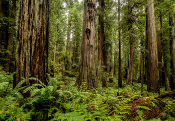 Fototapeta na wymiar California redwoods, forest with ferns. The tall trees of the forest contrast the lush green vegetation on a misty morning.