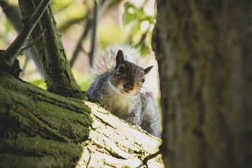 Squirrel on a tree