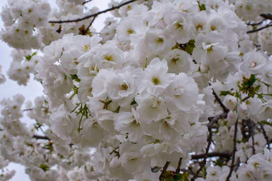 Cherry Blossoms in Washington DC