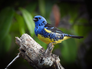 Turquoise Tanager