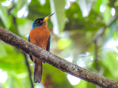 Yellow-billed Jacamar