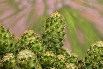 Close Up of Cactus Needles