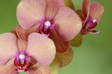 Fototapeta na wymiar Close Up Orchids