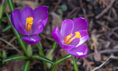 Close up of two purple crocuses