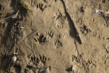 Raccoon Footprints in the Sand