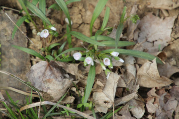 Small Flowers of Spring