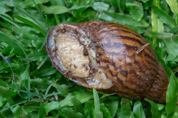 A Giant Snail