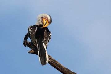 Südlicher Gelbschnabeltoko / Southern yellow-billed hornbill / Tockus leucomelas © Ludwig