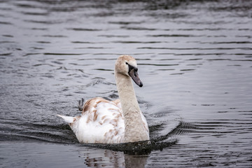 Fototapeta premium Young signet swan in water