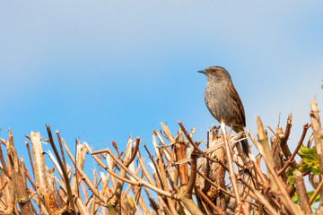 dunnock bird on branches with bright blue sky