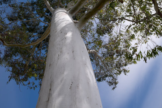 A eucalyptus tree