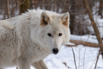 Obraz premium Looking into the eyes of an Artic Wolf 