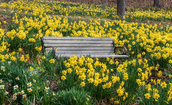 Wooden bench centered among the daffodils
