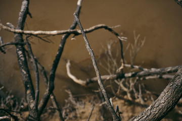 dried branches in the water