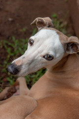 Fototapeta premium A Small Dog