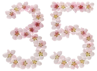 Numeral 35, thirty five, from natural pink flowers of peach tree, isolated on white background