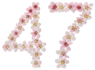 Numeral 47, forty seven, from natural pink flowers of peach tree, isolated on white background