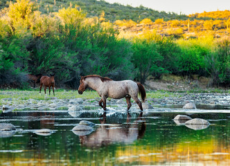 wild horse Salt River
