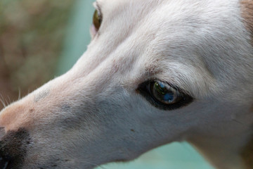 Fototapeta premium A Small Dog