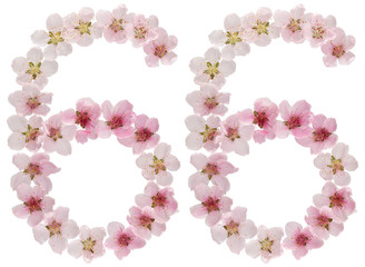Numeral 66, sixty six, from natural pink flowers of peach tree, isolated on white background