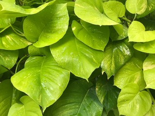 Wet green Foliage plants background