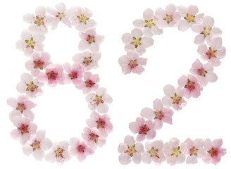 Numeral 82, eighty two, from natural pink flowers of peach tree, isolated on white background